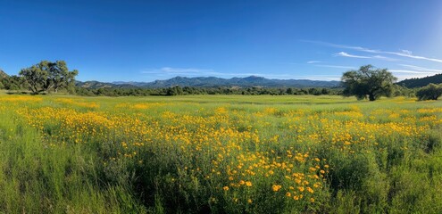 Fototapeta premium A scenic panorama of a beautiful grassy meadow with blue sky