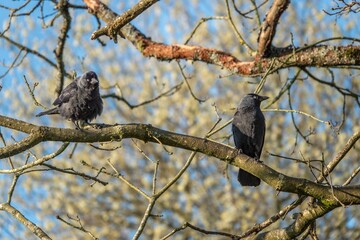 jackdaws a small black crow with a distinctive silvery sheen to the back of its head perched in a tree