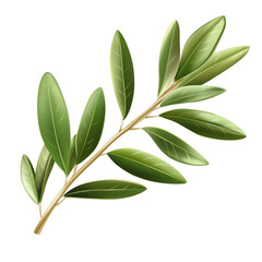 Fototapeta premium Realistic illustration of fresh olive branch with vibrant green leaves isolated on transparent background.