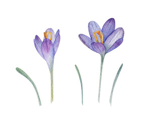 Hand drawn watercolor illustration purple crocus flowers stems. Set of object isolated on white background. Design wedding, cards, scrapbooking, cosmetics.