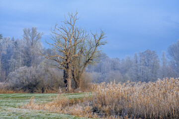 Winter scenic with a lonely tree