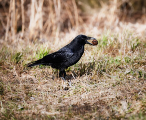 Fototapeta premium Black raven with a walnut in its beak