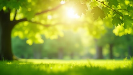 Sunlight Streaming Through Green Tree Canopy
