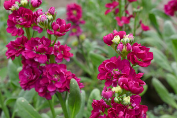 Red Hoary Stock, Red Hoary Stock or Matthiola Incana is a member of the Brassicaceae family of flowering plants. It's also commonly known as Brompton Stock, Common Stock, Red flower in garden