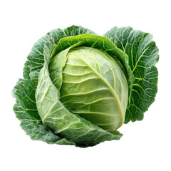 cabbage isolated on white