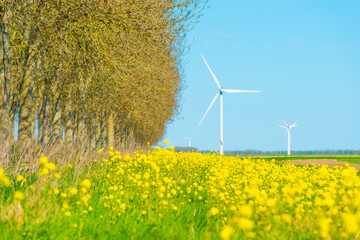 Colorful flowers growing in an agricultural field, Almere, Flevoland, The Netherlands, April 5, 2025