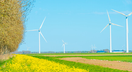 Colorful flowers growing in an agricultural field, Almere, Flevoland, The Netherlands, April 5, 2025