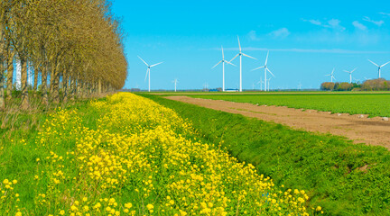 Colorful flowers growing in an agricultural field, Almere, Flevoland, The Netherlands, April 5, 2025