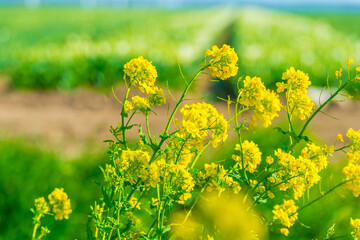 Colorful flowers growing in an agricultural field, Almere, Flevoland, The Netherlands, April 5, 2025