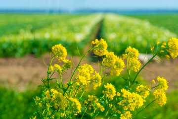 Colorful flowers growing in an agricultural field, Almere, Flevoland, The Netherlands, April 5, 2025