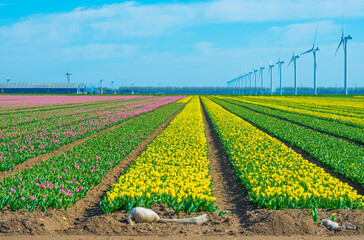 Colorful flowers growing in an agricultural field, Almere, Flevoland, The Netherlands, April 5, 2025