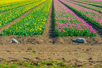 Colorful flowers growing in an agricultural field, Almere, Flevoland, The Netherlands, April 5, 2025