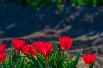 Colorful flowers growing in an agricultural field, Almere, Flevoland, The Netherlands, April 5, 2025