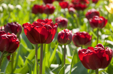 Bed of beautiful colourful Tulips consisting the red variety in Keukenhof Garden of Europe during Spring season.