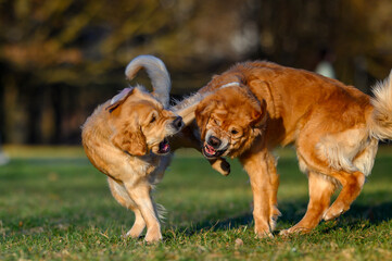 two golden retriever dogs playing or fighting outside in park in spring at sunset