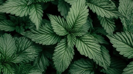 Fototapeta premium Lush Green Leaves of a Plant Offering Natural Freshness and Vibrance