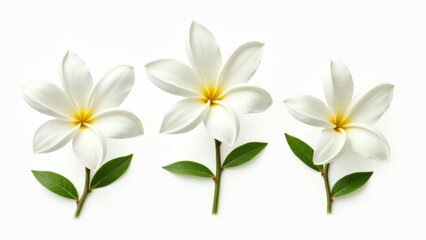 Fototapeta premium Three White Frangipani Flowers On White Background