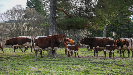 Hereford cows and calves grazing peacefully in a lush green pasture beneath the shade of a large...