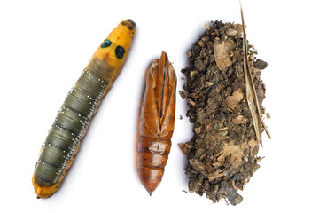 Pupa, House and Caterpillar of Oleander Hawk moth or Daphnis nerii Butterfly on white background