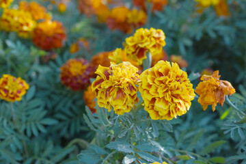 Yellow red french marigold flower blossom in garden, Yellow red french Mari Gold flowers for decorate garden, Close up of beautiful small marigold flower in garden. Marigold flowers bloom in nature