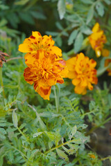 Yellow red french marigold flower blossom in garden, Yellow red french Mari Gold flowers for decorate garden, Close up of beautiful small marigold flower in garden. Marigold flowers bloom in nature