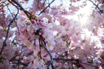 Obraz premium Close-up of a spring flowering tree. Pink flower on a tree in April.