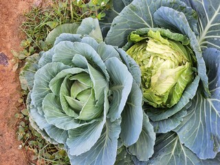 Obraz premium Green cabbage background in top view.