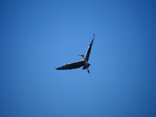 自由に翔けるアオサギ