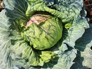 Green cabbage background in top view.