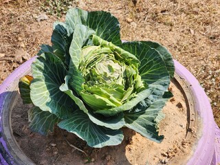 Green cabbage background in top view.