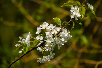A blossoming branch of a fruit tree