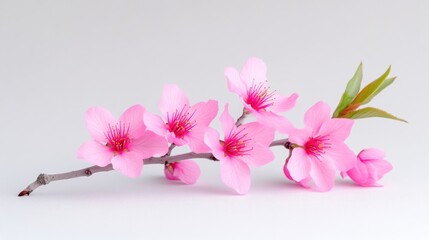 Obraz premium Delicate pink cherry blossoms in full bloom on a slender branch, minimalist composition with soft focus background, and serene and elegant floral arrangement.