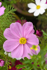 Fototapeta premium Pink Cosmos flower, Cosmos flowers, autumn season image, Beautiful Pink Cosmos flower in the garden. Pink flowers pictures. Cosmos Bipinnatus, commonly called the garden or Mexican aster