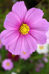 Fototapeta premium Pink Cosmos flower, Cosmos flowers, autumn season image, Beautiful Pink Cosmos flower in the garden. Pink flowers pictures. Cosmos Bipinnatus, commonly called the garden or Mexican aster