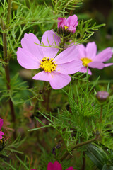 Fototapeta premium Pink Cosmos flower, Cosmos flowers, autumn season image, Beautiful Pink Cosmos flower in the garden. Pink flowers pictures. Cosmos Bipinnatus, commonly called the garden or Mexican aster