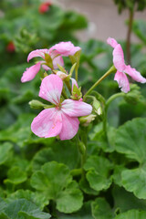 Blooming vibrant Pink geranium Pelargonium flowers closeup, Blooming of Geranium, closeup shot of Pink geranium flowers in garden, geranium in the exhibition of geraniums in Chakwal, Punjab, Pakistan