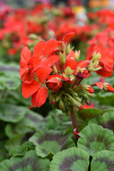 Blooming vibrant red geranium Pelargonium flowers closeup, Blooming of Geranium, closeup shot of red geranium flowers in garden, geranium in the exhibition of geraniums in Chakwal, Punjab, Pakistan