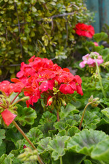 Blooming vibrant red geranium Pelargonium flowers closeup, Blooming of Geranium, closeup shot of red geranium flowers in garden, geranium in the exhibition of geraniums in Chakwal, Punjab, Pakistan