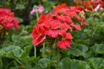 Blooming vibrant red geranium Pelargonium flowers closeup, Blooming of Geranium, closeup shot of red geranium flowers in garden, geranium in the exhibition of geraniums in Chakwal, Punjab, Pakistan