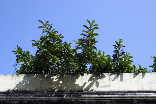marquesina de techo de muro color blanco con plantas verdes y cielo azul