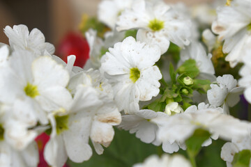 Fototapeta premium Blooming vibrant White geranium Pelargonium flowers closeup, Blooming of Geranium, closeup shot of White geranium flowers in garden, geranium in the exhibition of geraniums in Chakwal, Punjab, Pakista