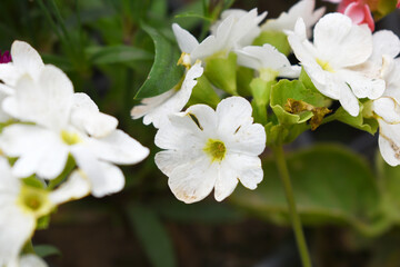 Blooming vibrant White geranium Pelargonium flowers closeup, Blooming of Geranium, closeup shot of White geranium flowers in garden, geranium in the exhibition of geraniums in Chakwal, Punjab, Pakista