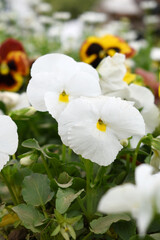 Spring flowers Viola in white color - favorite ornamental plant flowering in the spring, Beautiful white flower in the garden close up of blooming pancy flowers, white Pancy flower in garden closeup