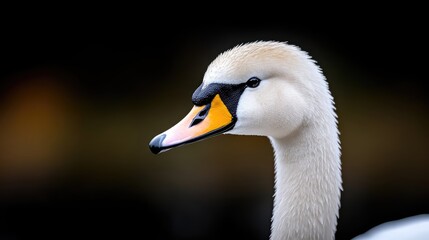 Young Swan Dramatic Pose, Close-up View, High-detail Sharp Focus, Profile Composition, Feathery Texture Detail, Peaceful Contemplation, Dark Background, Creamy Yellow Tones, Wildlife Photography