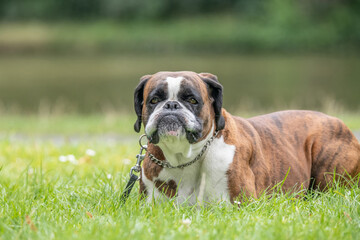 beautiful 3 years old purebred golden brown german boxer dog puppy jumping playing outdoor shooting