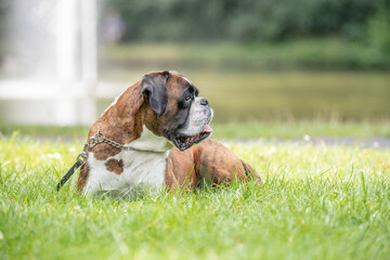 beautiful 3 years old purebred golden brown german boxer dog puppy jumping playing outdoor shooting