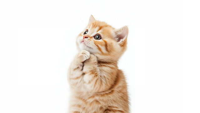 Cute kitten begging with praying hands isolated on white background, adorable baby cat pleading meme with copy space cat_background_549