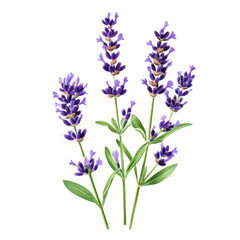 Naklejka premium Lavender flower bunch isolated image on transparent background