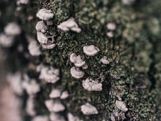 Fungi on tree trunk