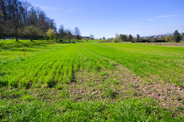 Scenic view of agriculture field of organic farm at Swiss City of Zürich on a sunny spring afternoon. Photo taken April 5th, 2025, Zurich, Switzerland.